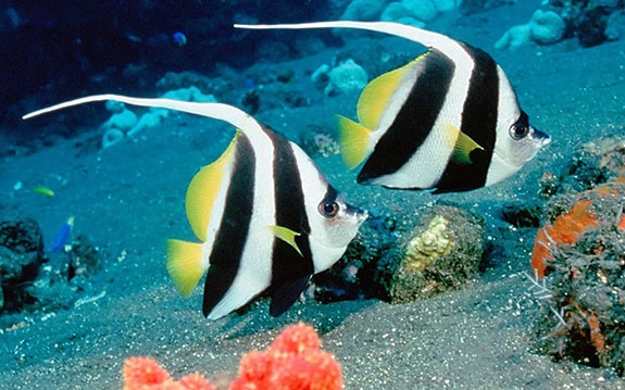 DENİZ AKVARYUMUNA YOĞUN TALEP