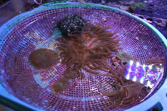 DENİZ AKVARYUMUNA YOĞUN TALEP