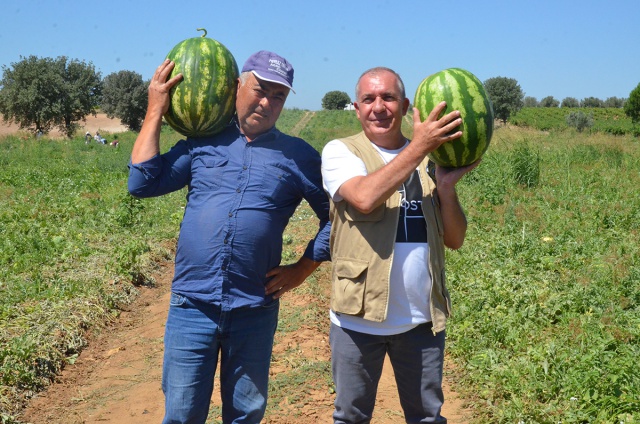 MEŞHUR POYRAZ KARPUZU’NDA ÜRETİM AZALIYOR ÇİFTÇİ MALİYETLERİN ALTINDAN KALKAMIYOR