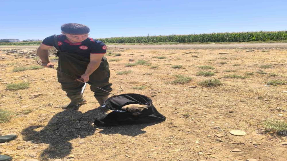 Batman’da su kanalına düşen yavru köpek kurtarıldı
