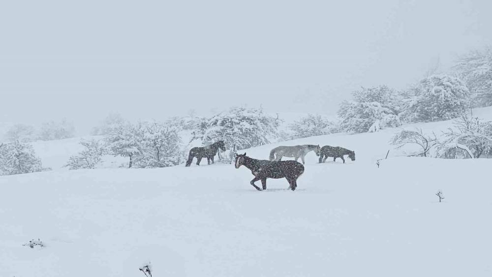 Bolu’da yılkı atları karlar altında görüntülendi