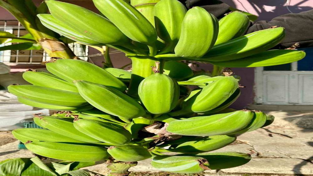 İnat etti, 70 rakımda muz hasadı yaptı
