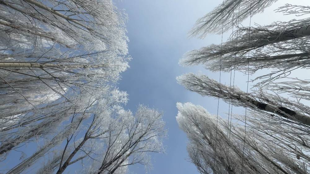 Y&uuml;ksekova&rsquo;da sisle birleşen kırağı ağa&ccedil;ları sanat eserine d&ouml;n&uuml;şt&uuml;rd&uuml;
