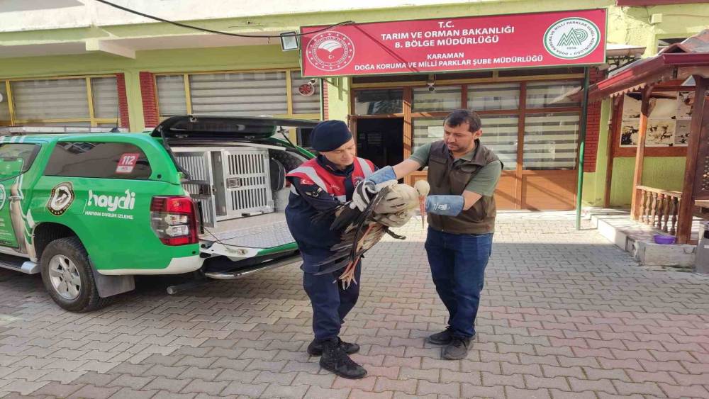 Karaman’da yaralı leylek koruma altına alındı

