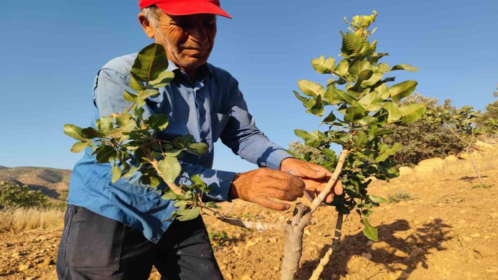 Siirt’te fıstık aşılama çalışmaları sürüyor
