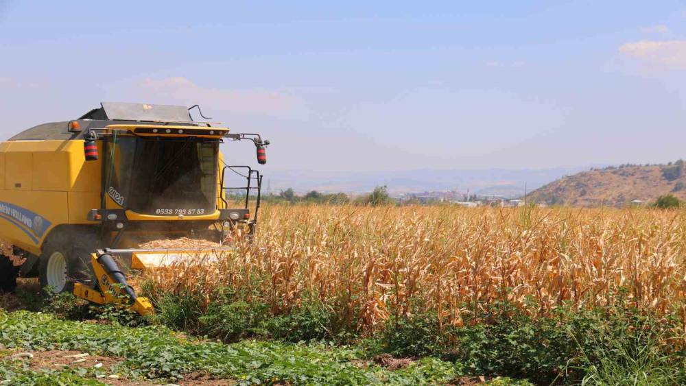 Kahramanmaraş&rsquo;ta mısır hasadı başladı
