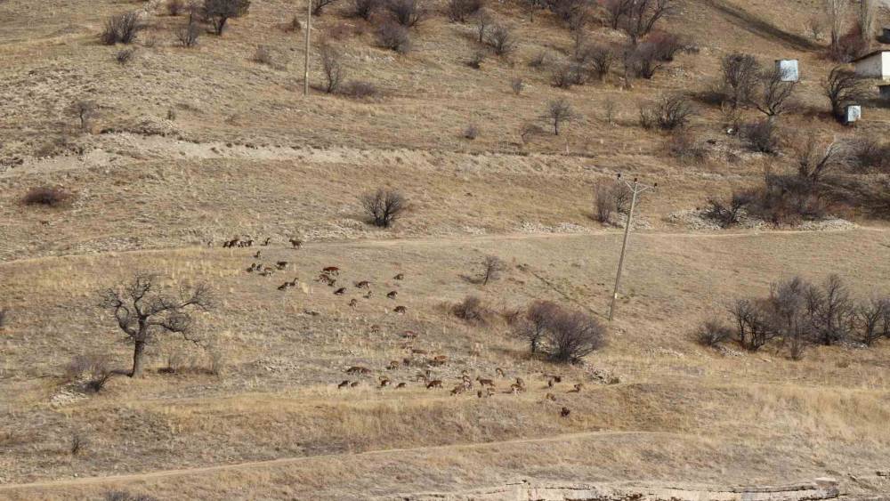 Yaban keçileri tek tek sayılıyor
