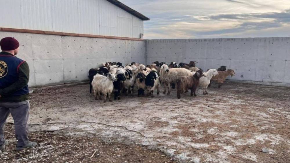 &Ccedil;alınan koyunlar jandarma tarafından bulundu

