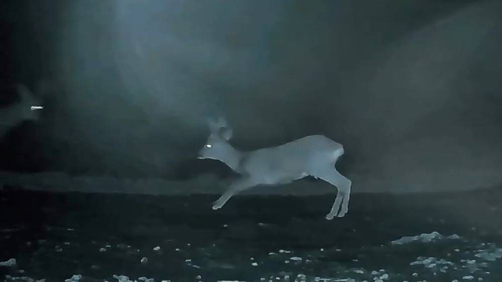 Ganos&rsquo;ta doğanın neşesi karacalar g&ouml;r&uuml;nt&uuml;lendi
