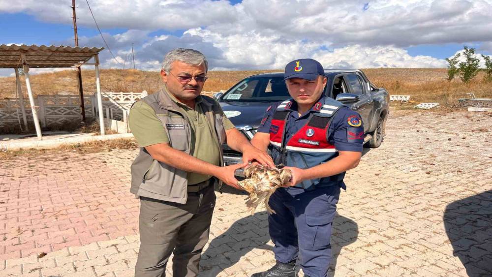 Jandarma’nın dikkati yardıma muhtaç olan şahini kurtardı
