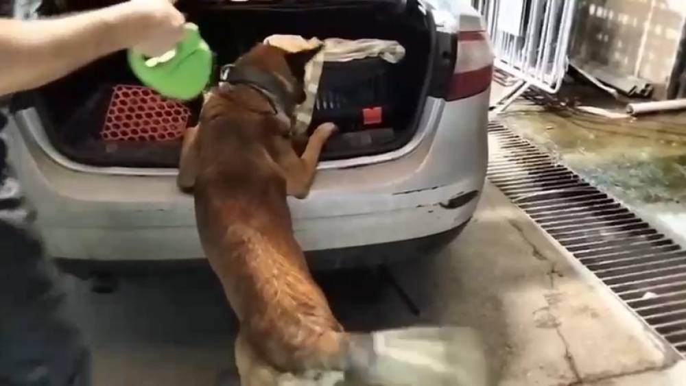 Kedi taşıma çantasında 2 kilo uyuşturucu ele geçirildi
