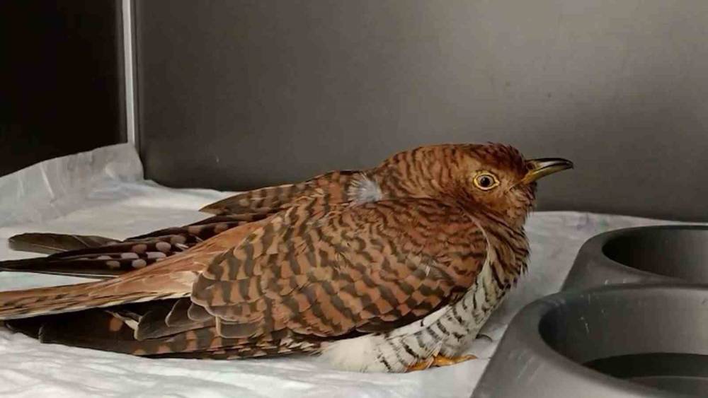 Bolu&rsquo;da 132 yaban hayvanı tedavi edilerek doğaya salındı
