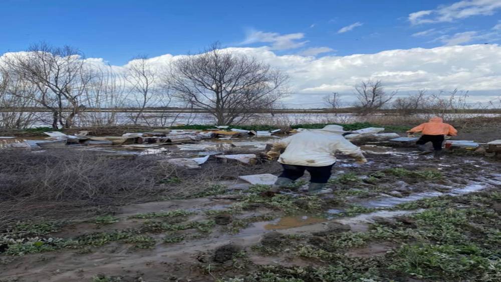 Salihli&rsquo;de 103 kovan arı sele kapıldı
