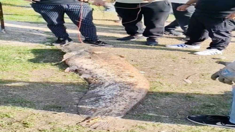 Oltaya takılan 50 kiloluk dev balık şaşırttı
