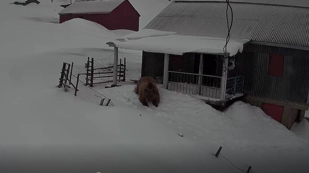 Sis Dağı&rsquo;nın davetsiz misafiri: Koca ayı evleri mesken tuttu
