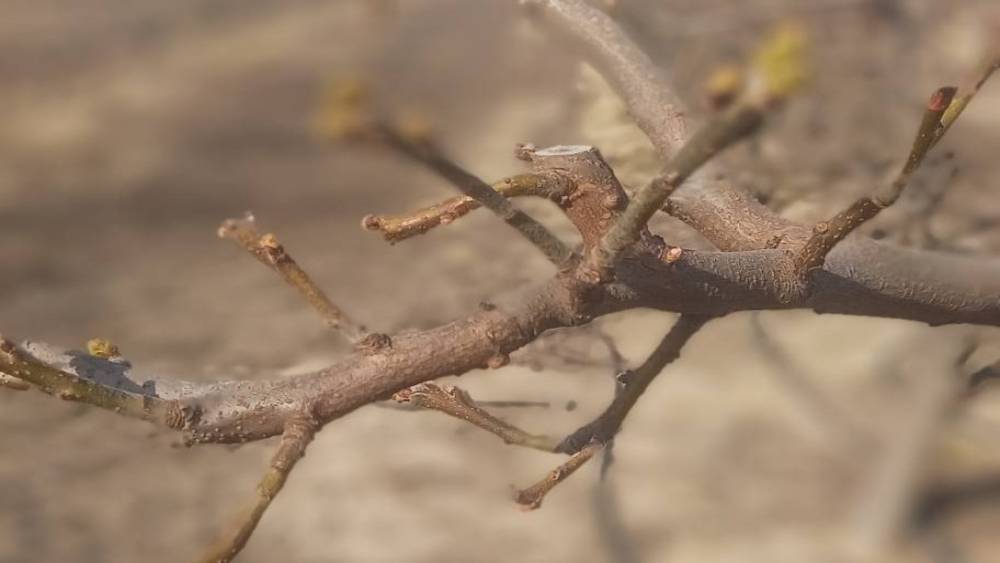 Meyve ağa&ccedil;larına ateş yanıklığı uyarısı
