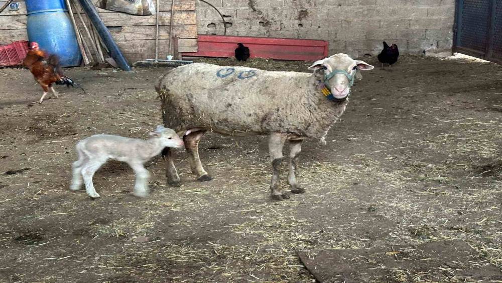 Şapa karşı ’hayvanlara küflü domates yedirmeyin, idrar içirmeyin’ uyarısı
