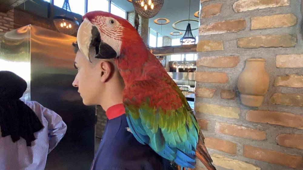 Aksaray’da restorana papağan operasyonu
