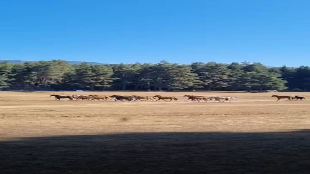 Bolu’da yılkı atlarına kurt saldırdı
