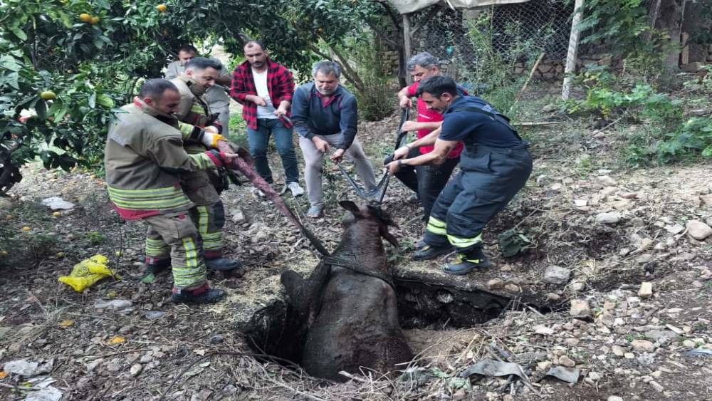 Kuyuya düşen ineği itfaiye kurtardı
