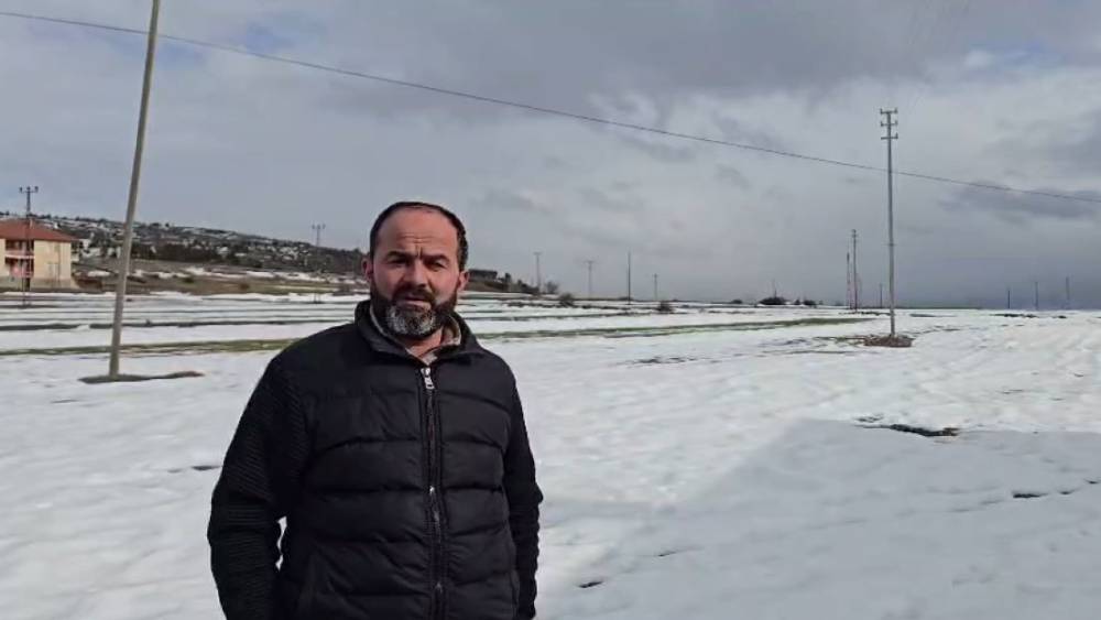 Yerleşim yerine inen kurdun rahat tavırları dikkat &ccedil;ekti
