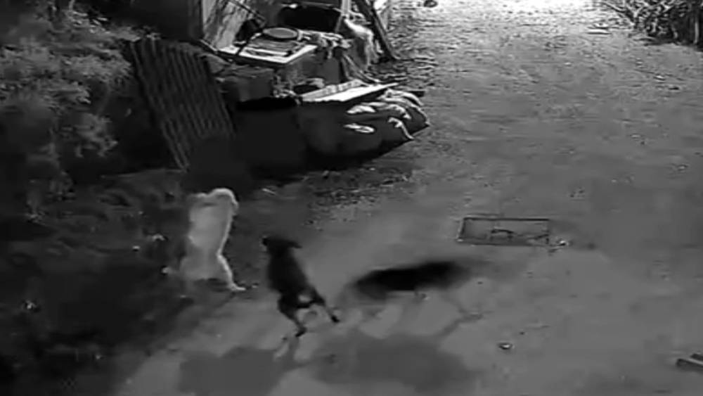 Kurtlar, indikleri köyde köpeği boğdu