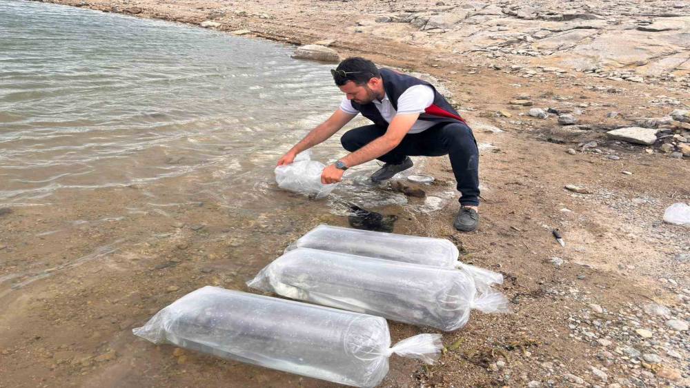Gölhisar Gölü ve Yapraklı Barajı’na 5 bin yayın ve sazan balığı bırakıldı
