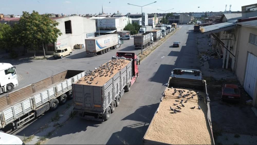 Buğday pazarında g&uuml;vercinler de nasibini alıyor
