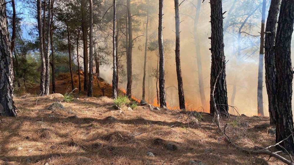 Seydikemer’de orman yangını
