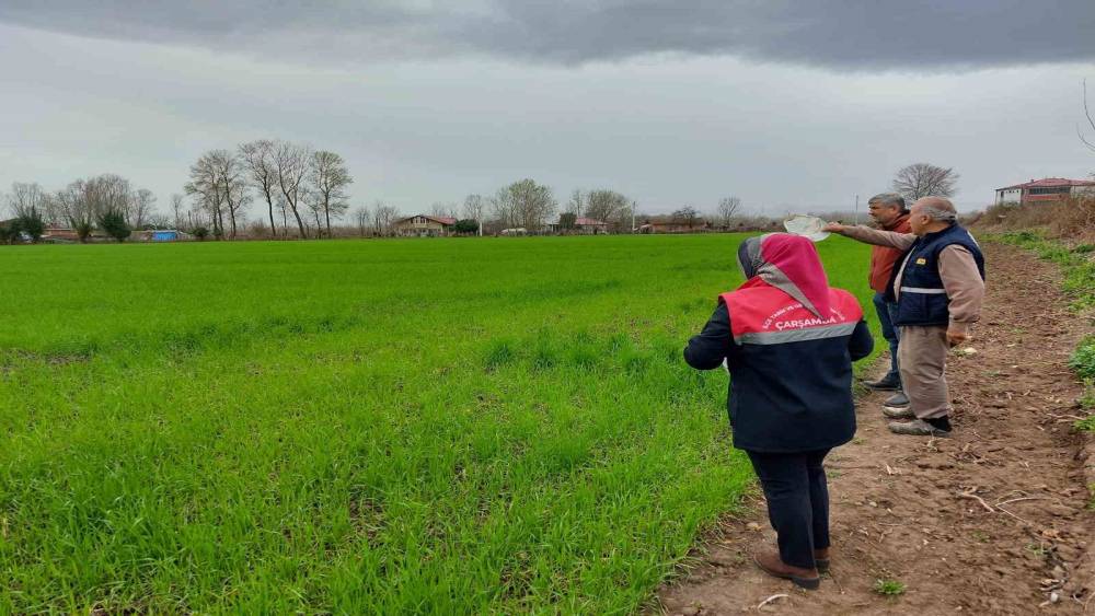 Çarşamba’da fenolojik gözlem ve destekleme çalışmaları
