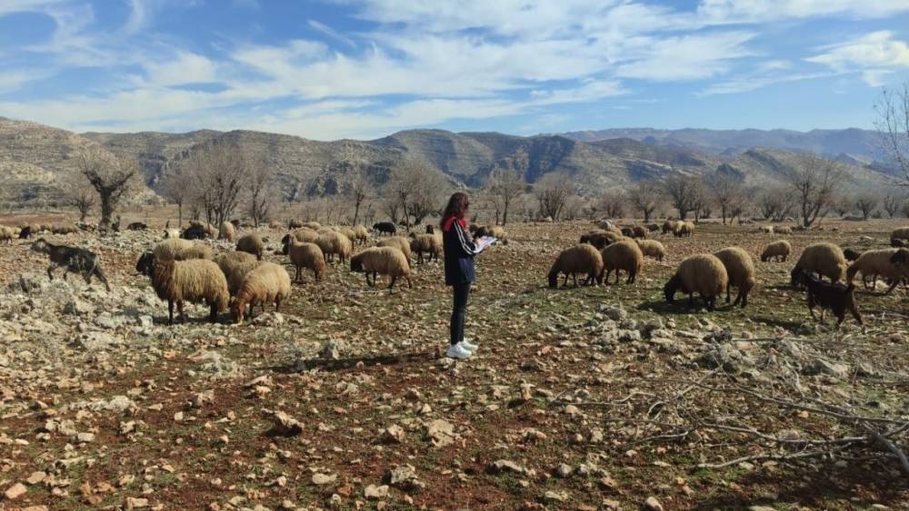 Ormaniçi’nde mera seferberliği: Ekipler sahada, arazi kullanımı mercek altında