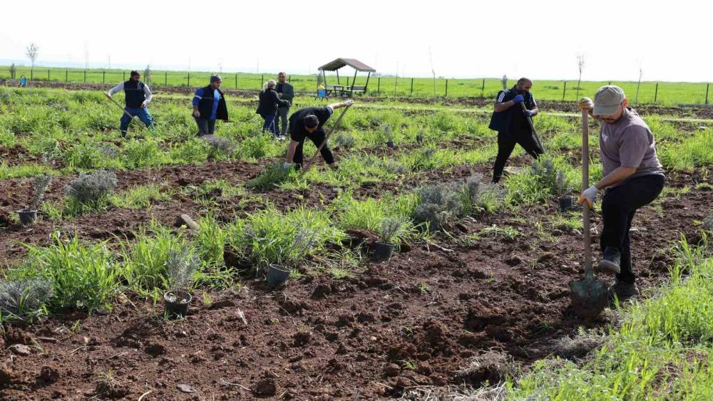 Yenişehir&rsquo;de lavanta mevsimi başlıyor

