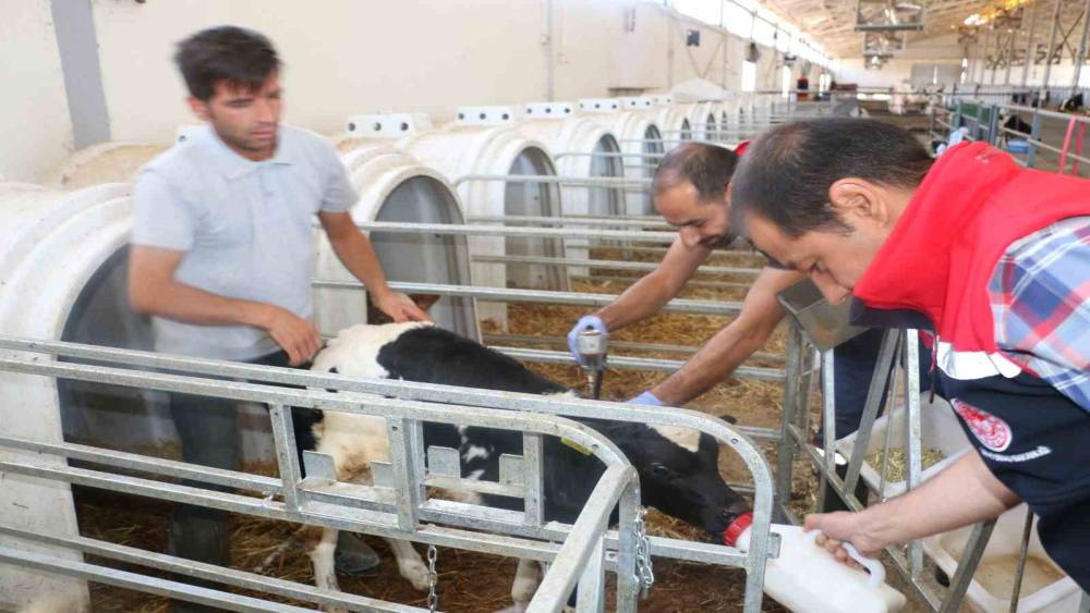 Erzincan il genelinde tüm hayvanlar şap hastalığına karşı aşılanıyor
