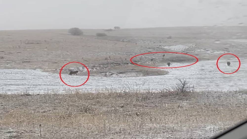 Bayburt&rsquo;un k&ouml;ylerinde kurt s&uuml;r&uuml;leri g&ouml;r&uuml;ld&uuml;
