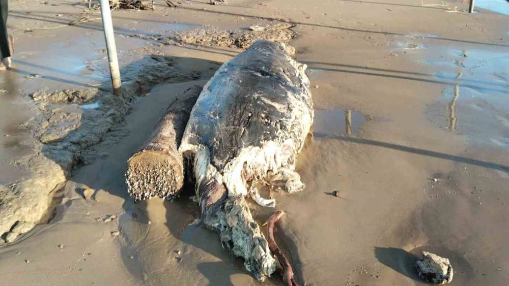 Manavgat’ta sahile ölü yunus vurdu