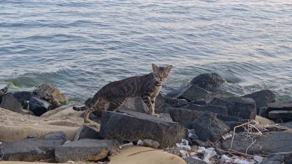 Tekirdağ sahili sıcak havada sessizliğe b&uuml;r&uuml;nd&uuml;: Sahilin yeni sahipleri kediler oldu
