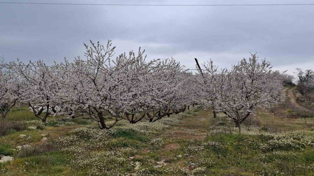 Erken &ccedil;i&ccedil;ek a&ccedil;an ağa&ccedil;lar don tehlikesiyle karşı karşıya
