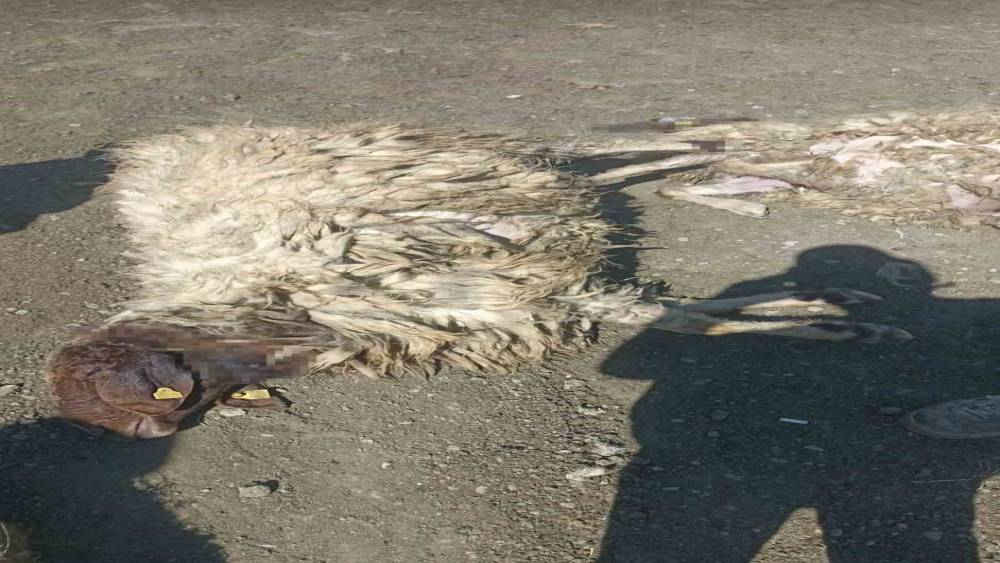 Kurtlar sabaha karşı girdiği ağılda 12 koyunu telef etti 20’sini yaraladı
