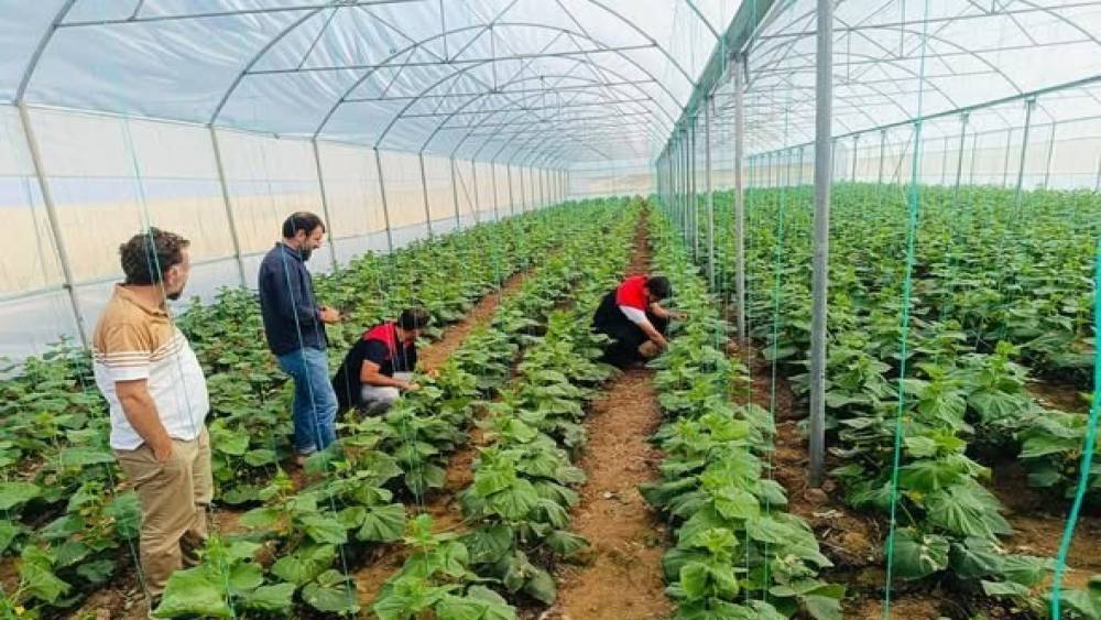 Cizre'de sera denetimleri ve çiftçilere verilen eğitimler sürüyor