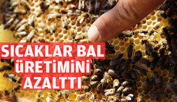 AŞIRI SICAKLAR VE ANA ARILARIN S&Uuml;REKLİ OĞUL VERMESİ MANİSALI ARICILARI ZORA SOKTU