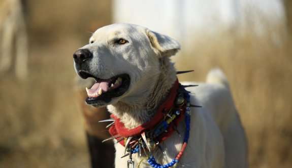 Amerika'nın &uuml;st&uuml;n ırk se&ccedil;tiği Akbaşlar T&uuml;rkiye'de hak ettiği değeri artık bulacak