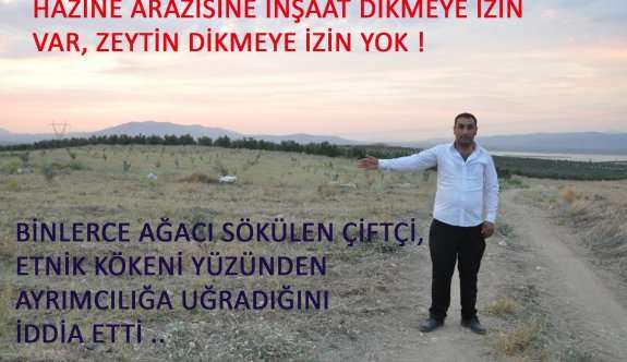 17 BİN K&Ouml;K ZEYTİN AĞACINI S&Ouml;KT&Uuml;LER&nbsp; &ldquo;AĞA&Ccedil; DİKMEK SU&Ccedil; MU?&rdquo; DİYE SORDU&nbsp;