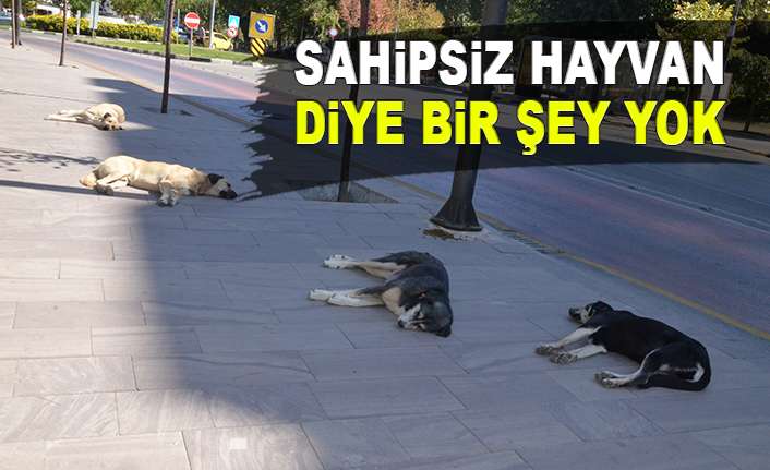 Sahipsiz hayvan diye bir şey yok!