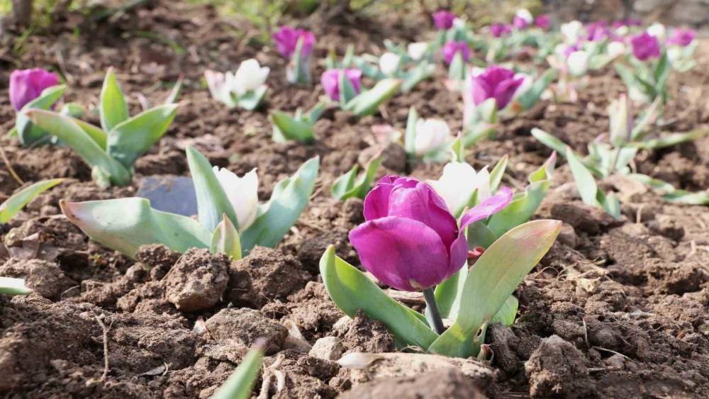 Osmangazi&rsquo;nin her bir noktası &ccedil;i&ccedil;ek a&ccedil;tı
