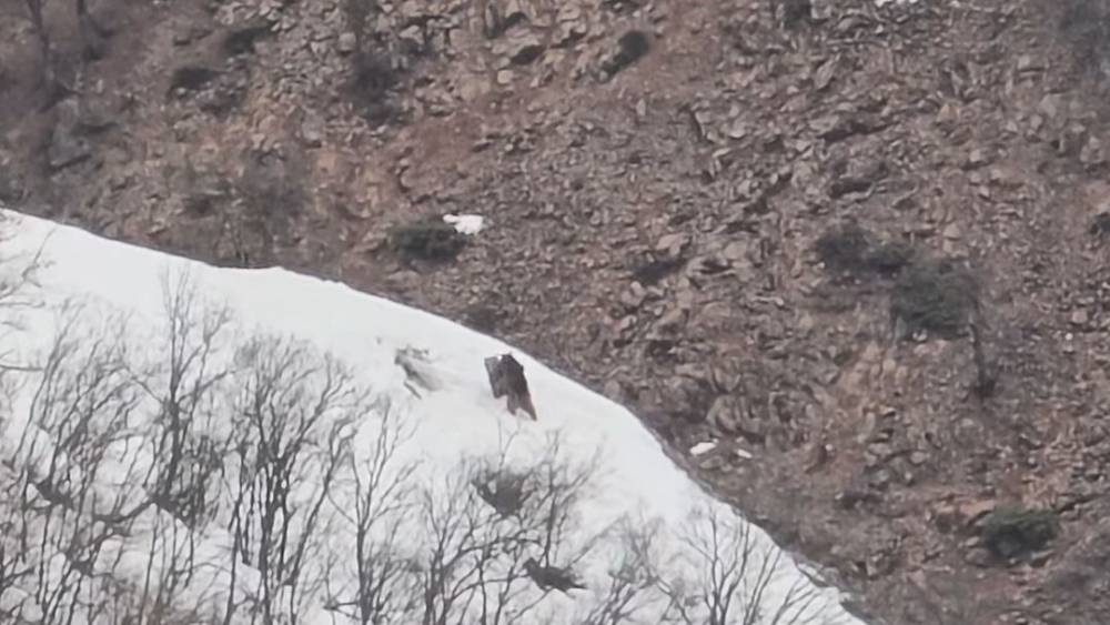 P&uuml;l&uuml;m&uuml;r Vadisi&rsquo;nde oyun oynayan ayılar g&ouml;r&uuml;nt&uuml;lendi
