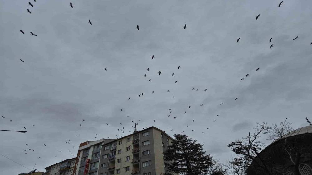 Leyleklerin g&ouml;ky&uuml;z&uuml;ndeki dansı g&ouml;rsel ş&ouml;len oluşturdu
