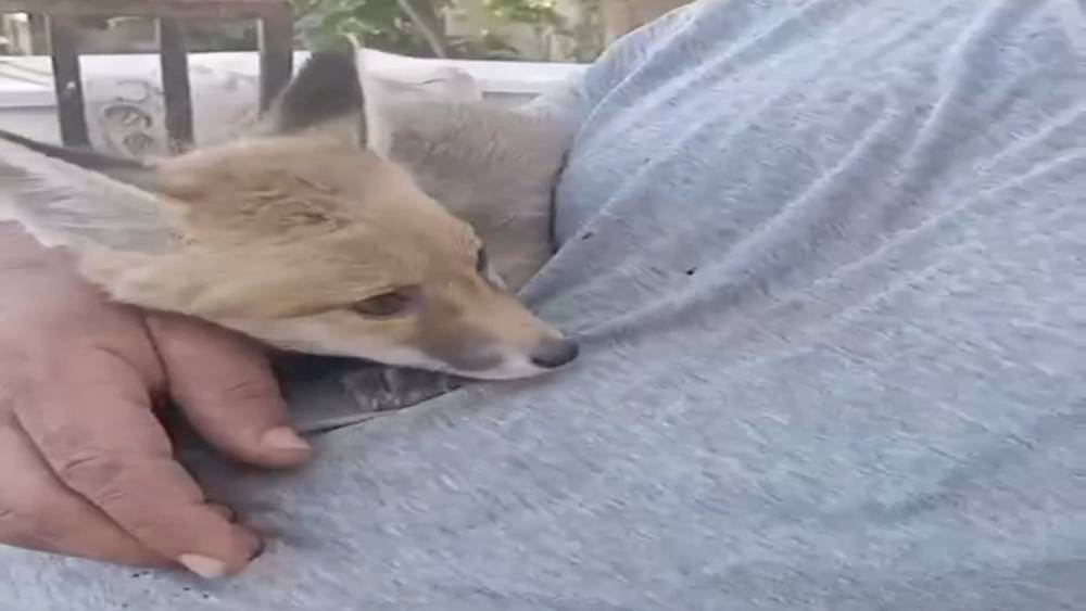 Siirt’te gördüğü tilkiyi bebek gibi sevdi
