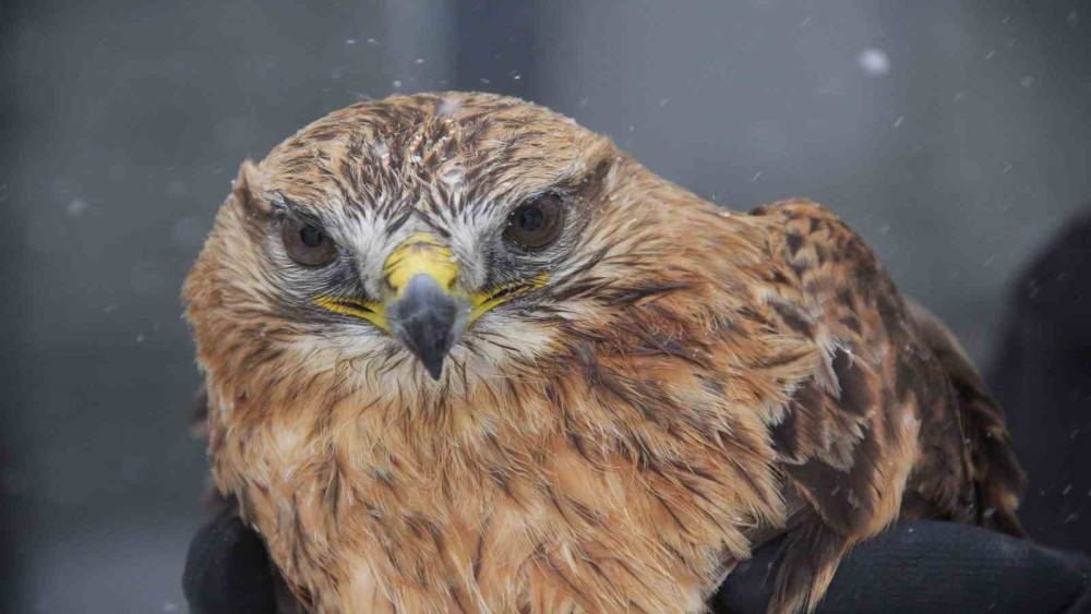 Bitkin halde bulunan Kızıl şahin koruma altına alındı
