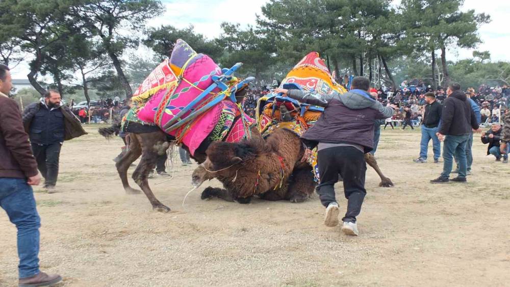 G&uuml;reş&ccedil;i develer, bir yıl sonra sahalara geri d&ouml;nd&uuml;
