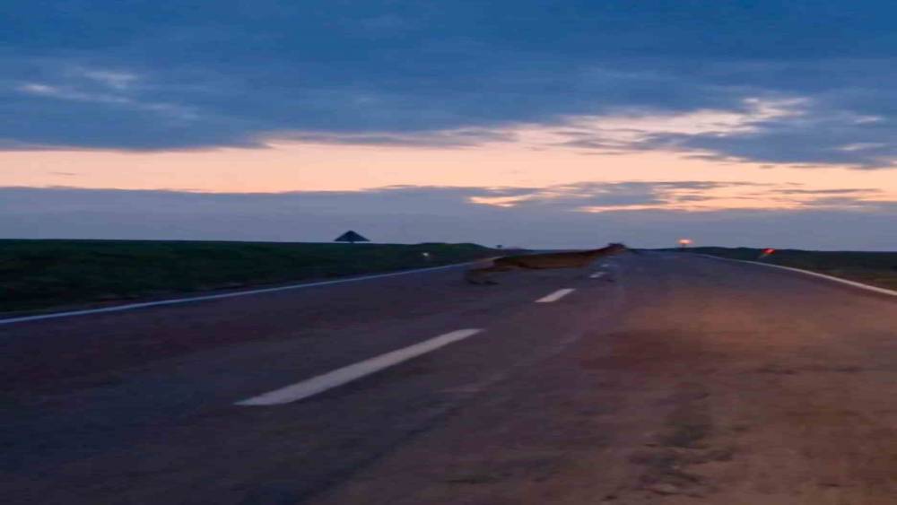 Ankara’da yaban geyiği sürüsü görüldü